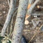 Salix discolor кора