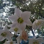 Eucharis amazonica Flower