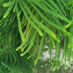 Araucaria columnarisLeaf