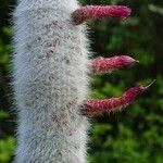 Cleistocactus strausii Flower