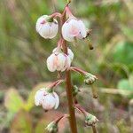 Pyrola media Flower