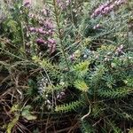 Erica cinerea Fuelha