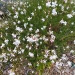 Oenothera lindheimeriCvet