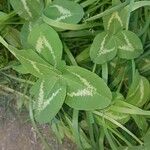 Trifolium repens Leaf