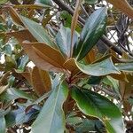 Magnolia grandiflora Blad