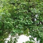 Cydonia oblonga Yeri