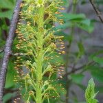 Eremurus spectabilis Квітка