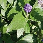 Salvia farinacea Leaf