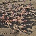 Suaeda vermiculata Blatt