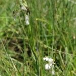 Eriophorum latifolium Flower