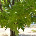 Acer saccharinumFulla