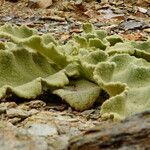 Ecballium elaterium Habit