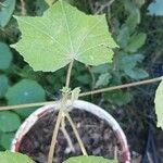 Hibiscus mutabilis Foglia