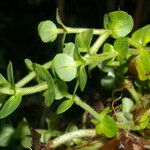 Bacopa salzmannii Habitus