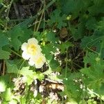 Momordica balsamina Цветок
