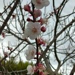 Prunus armeniaca Floro