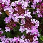 Thymus praecox Flower