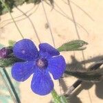 Anchusa officinalis 花
