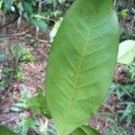 Ixonanthes reticulata Leaf