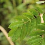 Afzelia pachyloba Hoja