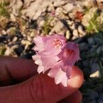 Allium narcissiflorum 花