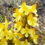 Pedicularis oederi Květ