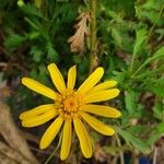 Euryops chrysanthemoidesFleur