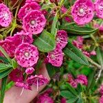 Kalmia polifolia 花