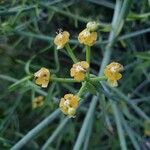 Euphorbia gossypina Floro