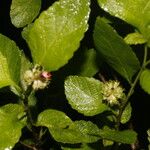 Varronia bullata 葉