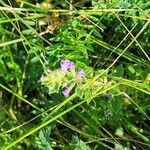 Clinopodium acinos Blüte