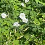 Calystegia silvatica 形态