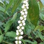 Gonzalagunia hirsuta Fruit