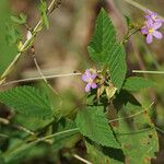 Melochia pyramidata Bloem