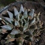 Ariocarpus retusus Blad