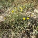 Launaea fragilis Flower