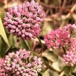 Sedum telephium Kwiat