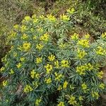 Euphorbia dendroides ഇല