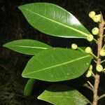 Ficus americana Fruit