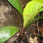 Burretiokentia grandiflora Bark