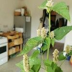 Agastache foeniculum Blad