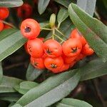 Pyracantha koidzumii Frucht