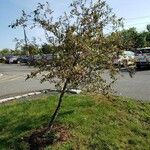 Malus hupehensis Habit