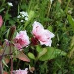 Clarkia unguiculata Blüte