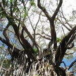 Ficus virens Habit
