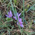 Colchicum multiflorumBlüte