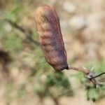 Acacia farnesiana फल