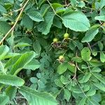 Rosa villosa Fruit