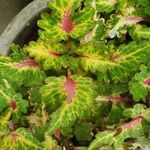 Coleus scutellarioides Leaf