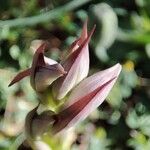 Serapias parviflora പുഷ്പം